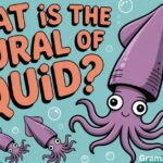 What is the Plural of ‘Squid’? ‘Squid’ or ‘Squids’?